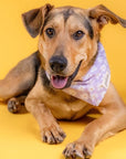 The Paws - Belle Dog Bandana