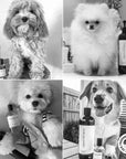 2-in-1 Conditioning Dog Shampoo | L'hermitage 37: 500mL