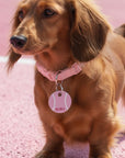 The Tennis Collection | Pet ID Tag | Ruby