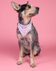 The Paws - Belle Dog Bandana