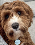 The Frankie Collection for Him - Double sided Pet dog or cat ID Tag