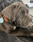 Blue/Grey Pet ID Tag -The Bondi