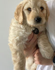The Max black Personalised Pet ID Tag