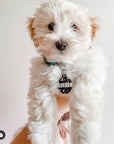 The Terrazzo Collection Double sided Koby Pet dog or cat ID Tag