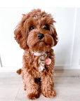 The Holly Personalised Pet dog or cat ID Tag - The Gelato Collection