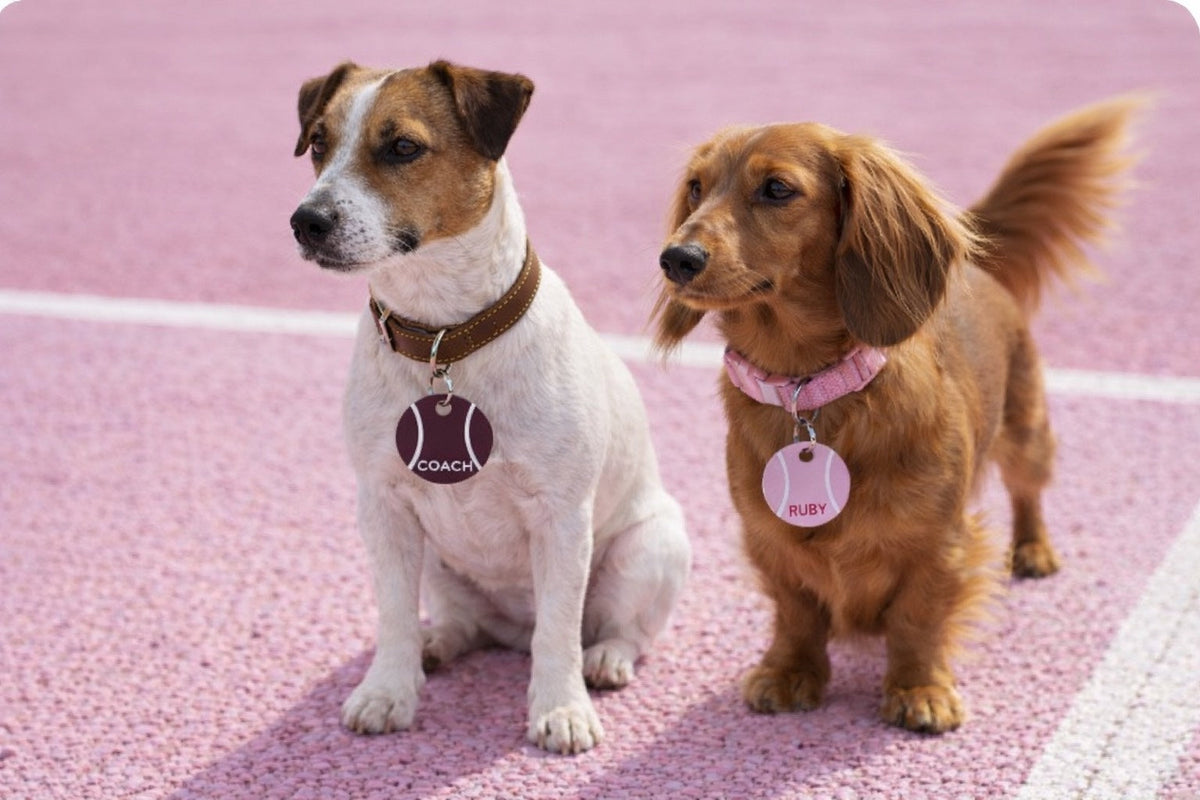 Why Your Dog Needs an ID Tag (And What to Put On It)