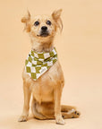 The Paws Checkmate Dog Bandana