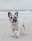 The Paws - Perfect Wave Dog Bandana