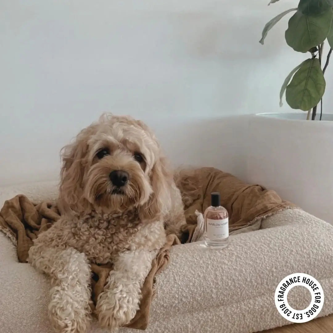 Dog Perfume | D&#39;bacca 169: 50mL