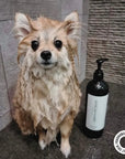 2-in-1 Conditioning Dog Shampoo | D'bacca 169: 500mL