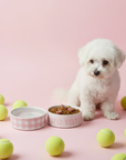 Buon Appetito gingham ceramic pet bowl set