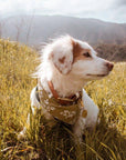 The Paws Pippin Dog Bandana