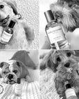 Dog Perfume | L'hermitage 37: 50mL