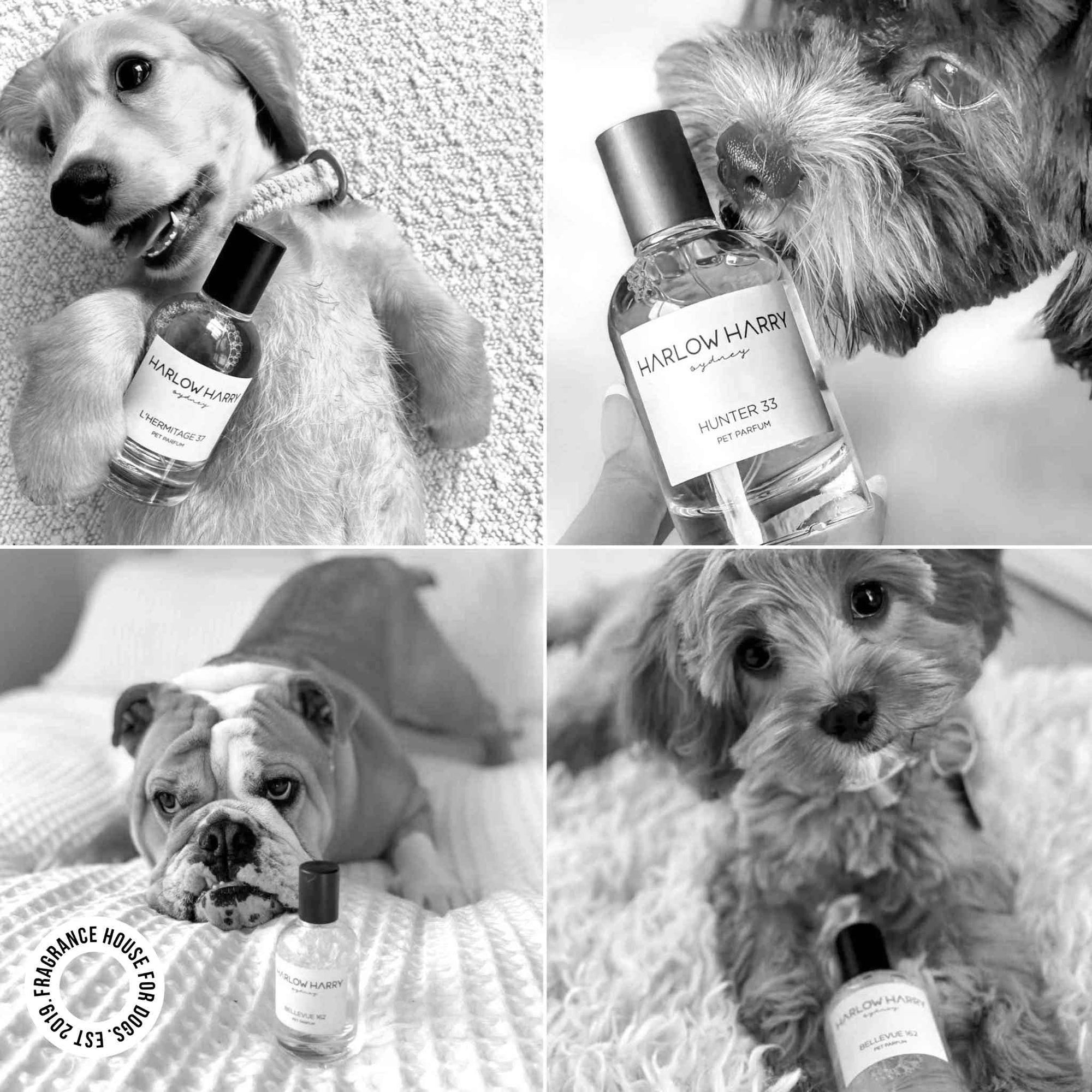 Dog Perfume | D&#39;bacca 169: 50mL