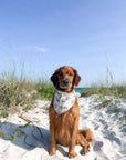 The Paws - Eastern Shore Dog Bandana