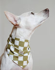 The Paws Checkmate Dog Bandana