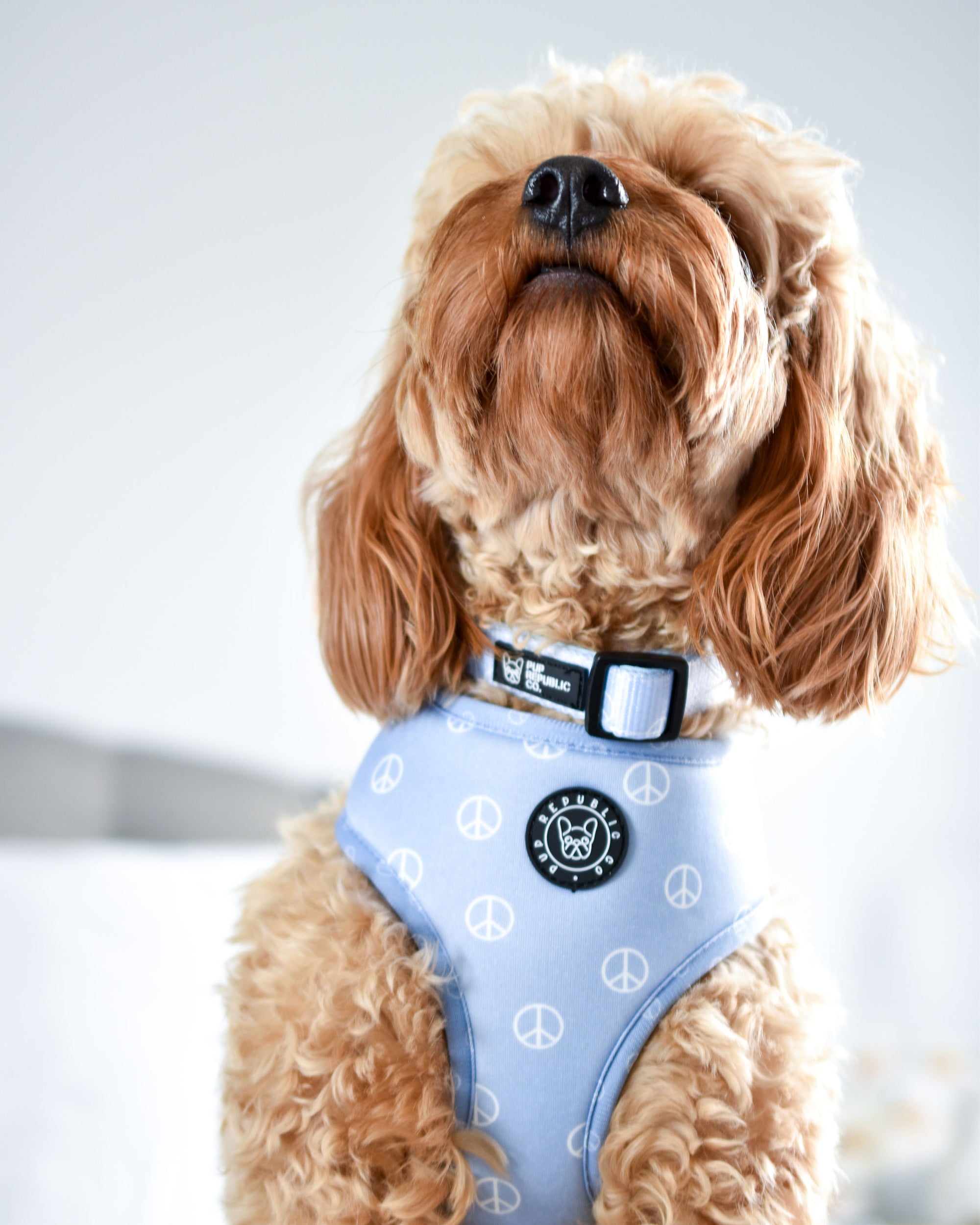Peace &amp; Love - Reversible Dog Harness, Collar, Lead, Poop Bag &amp; Pet ID tag bundle