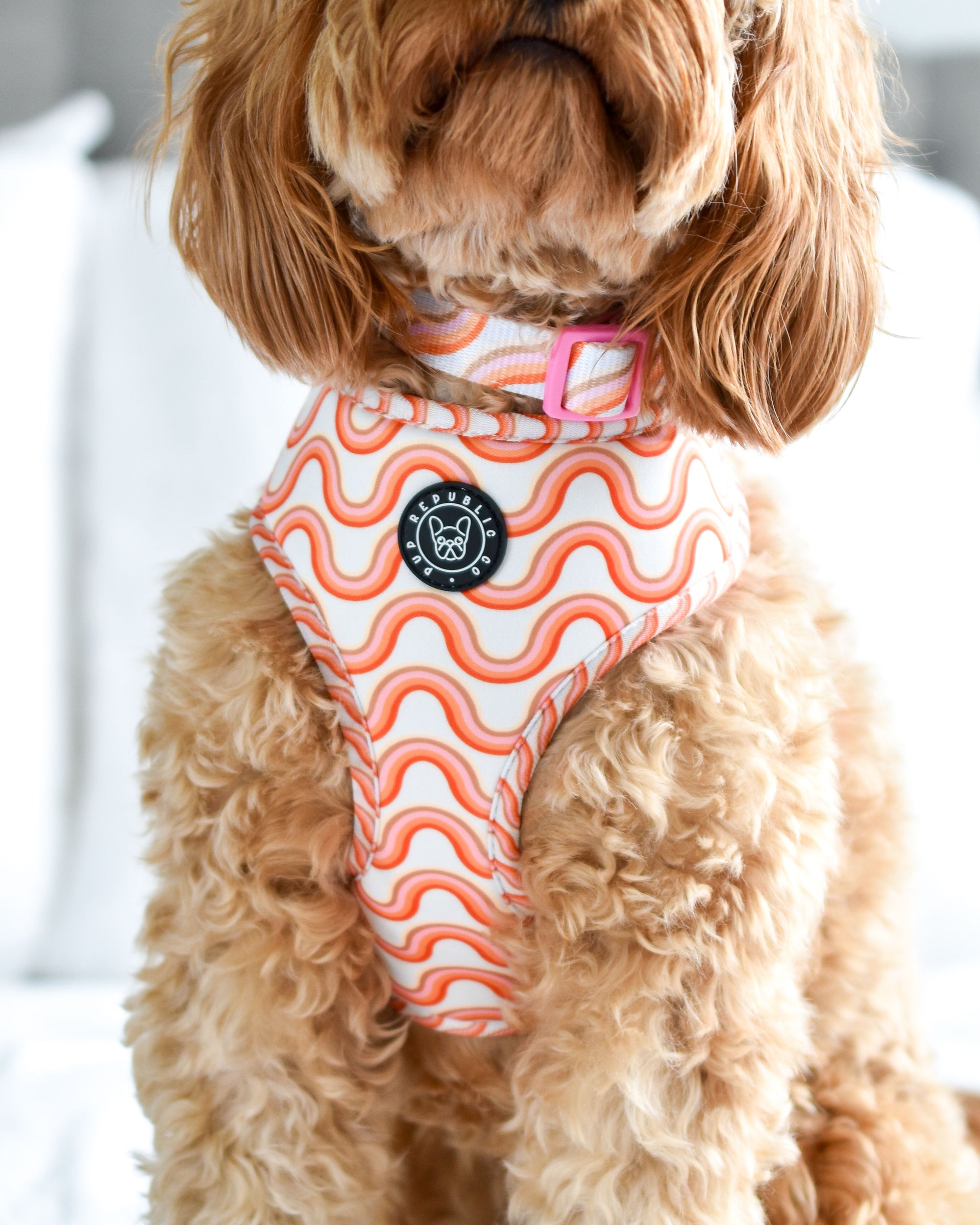 Flowers &amp; Rainbows - Reversible Dog Harness, Collar, Lead, Poop Bag &amp; Pet ID tag bundle