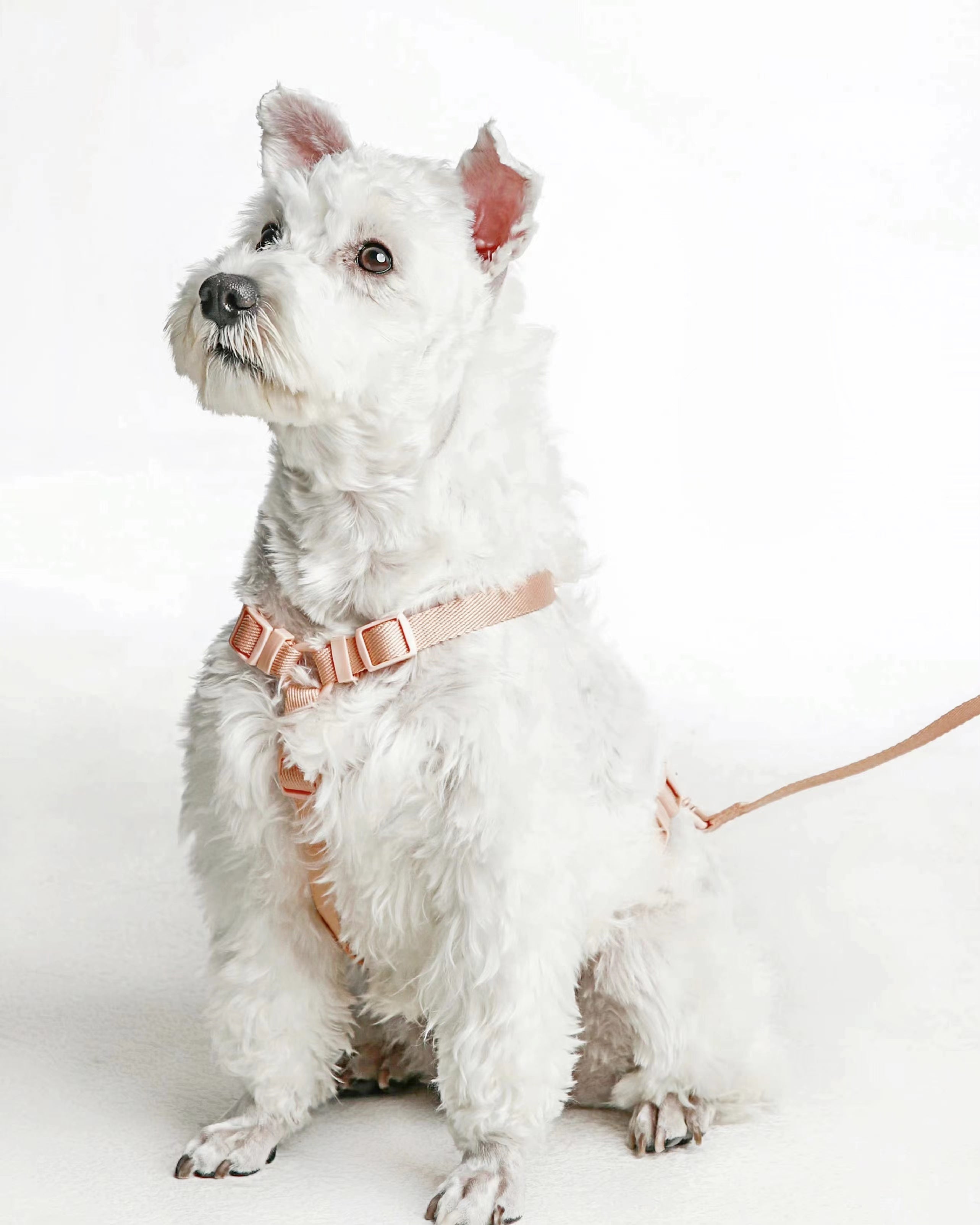 Beige pet harness and hands free lead
