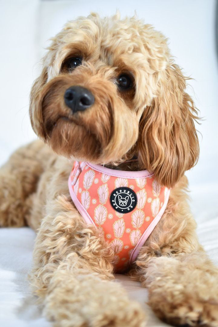 Pup Island - Boho Print Adjustable Dog Harness