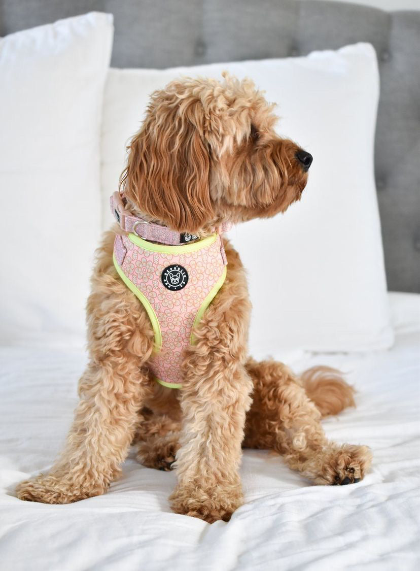 Pup Island - Byron Print Adjustable Dog Harness