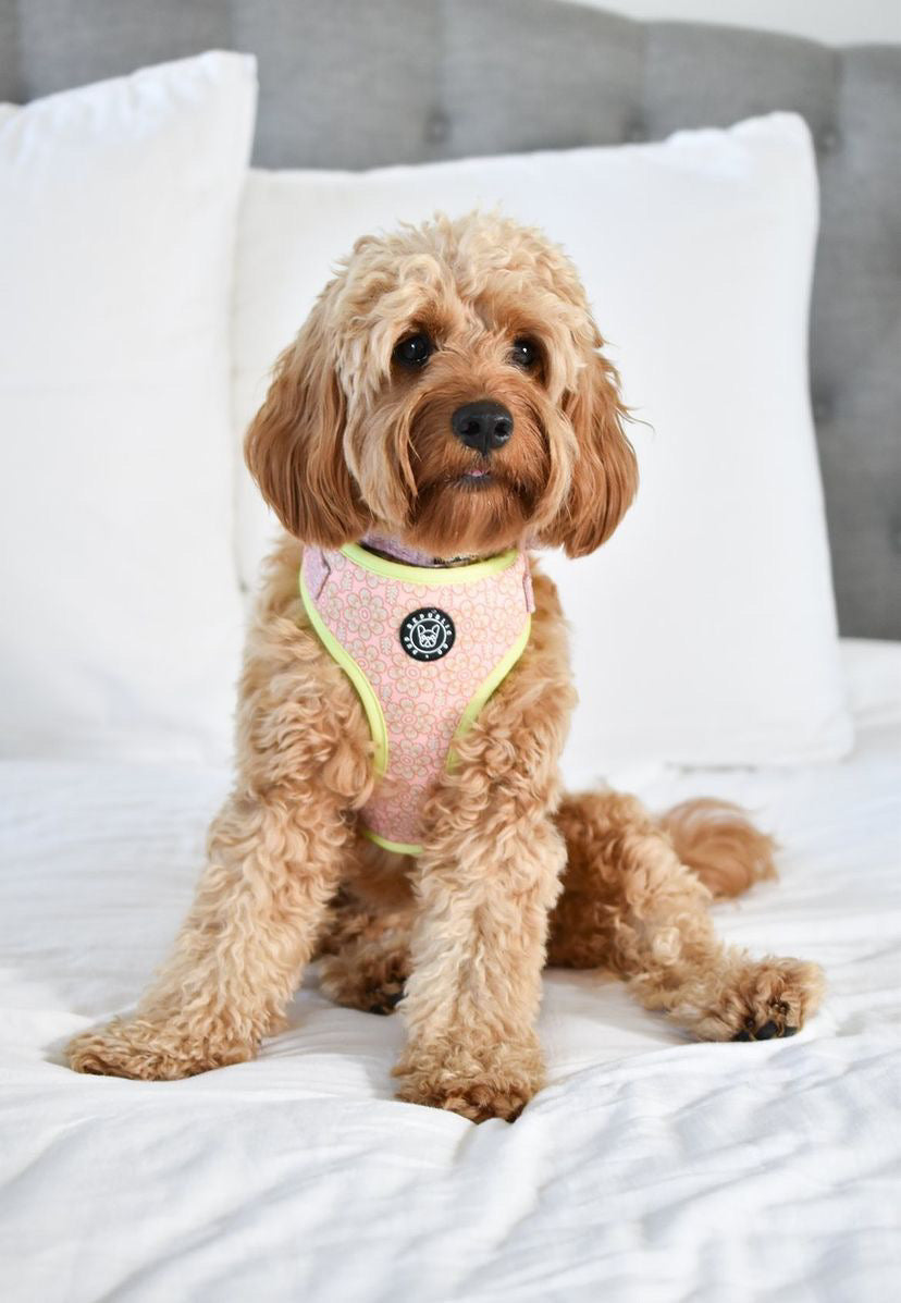 Pup Island Byron Summer collection - Harness, Collar, Lead, Poop Bag &amp; Pet ID tag